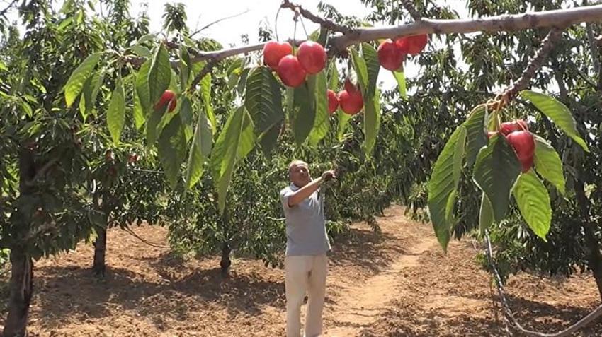 Geçen yıl zirai don vurmuştu! Bu yıl dallar meyveden kırılıyor: Üreticinin kazancı ikiye katlanacak
