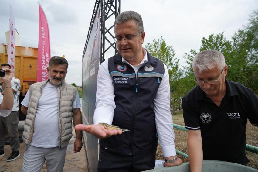 Yeşilırmak'ta nesli tükenen mersin balığı için dev operasyon! 30 bin adet bırakıldı, tam 8 yıl sonra aynı noktaya geri dönecekler!