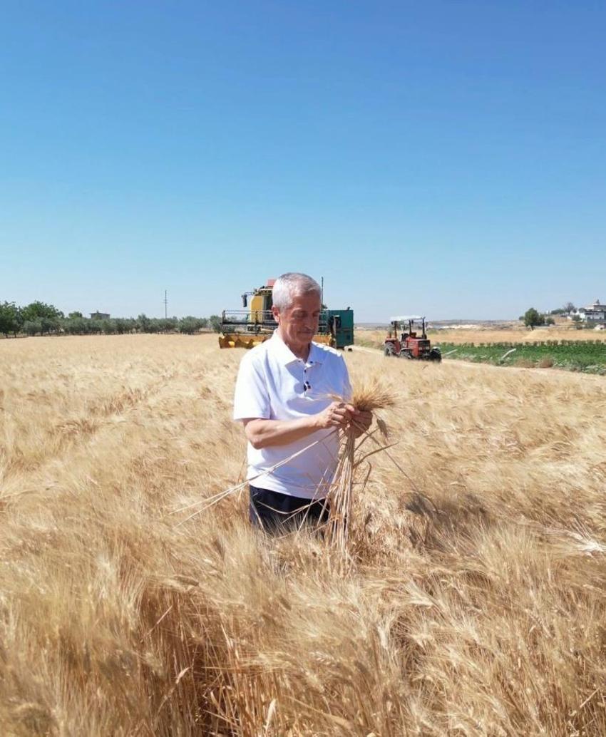 Gaziantep'te görülmemiş rekor: Şahinbey'de tarihi buğday hasadı başladı, geçen yıla göre tam 5 kat birden fırladı! İşte o rakamlar!