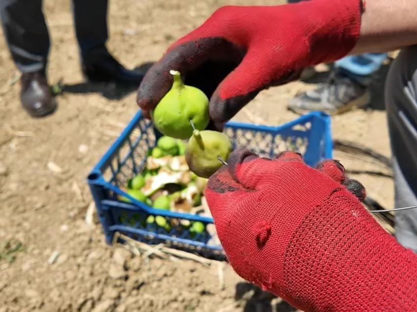 Bursa ve İzmir'de gördü Tekirdağ'da uyguladı: İncirde bereketin sırrı burada saklı!