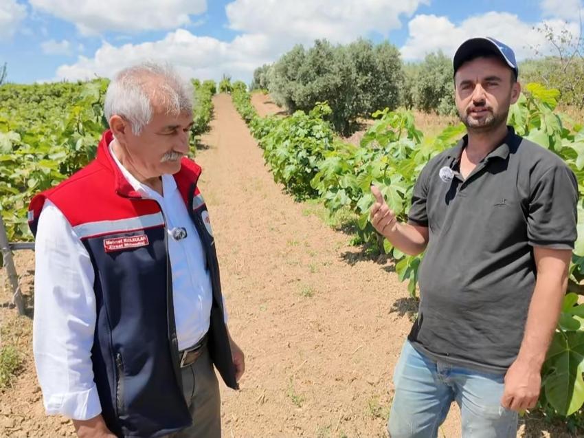 Bursa ve İzmir'de gördü Tekirdağ'da uyguladı: İncirde bereketin sırrı burada saklı!
