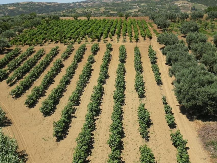 Bursa ve İzmir'de gördü Tekirdağ'da uyguladı: İncirde bereketin sırrı burada saklı!