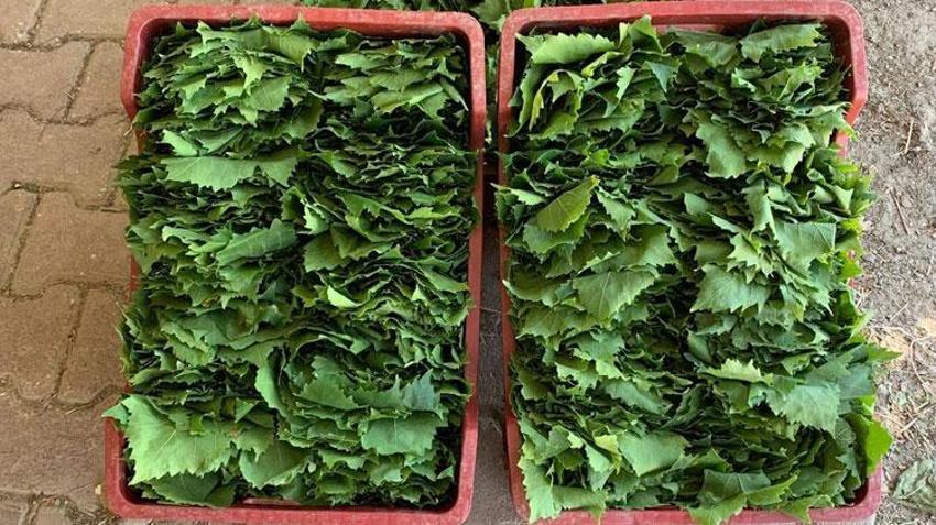 Taze bağ yaprağı fiyatları Sarıgöl'de 35-40 TL'ye geriledi