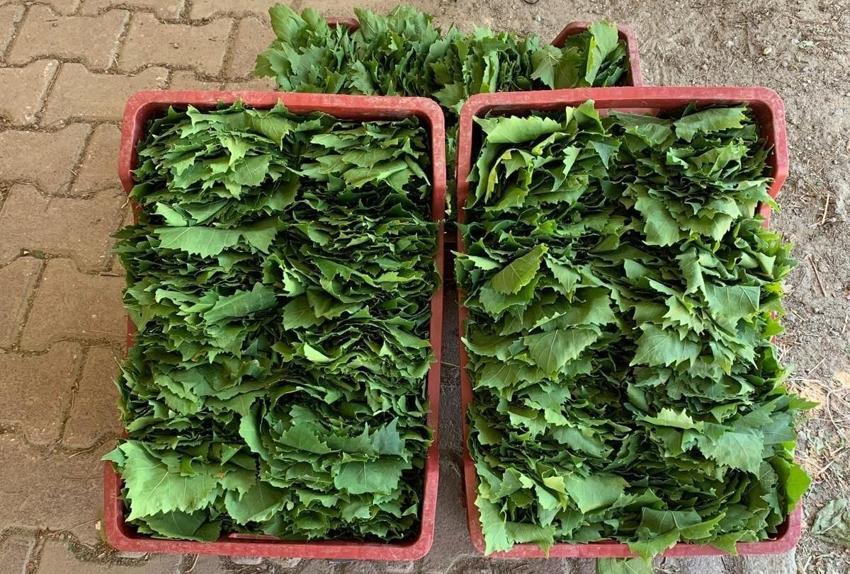 Taze bağ yaprağı fiyatları Sarıgöl'de 35-40 TL'ye geriledi