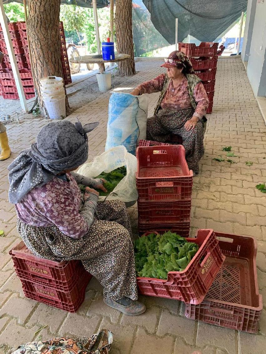 Taze bağ yaprağı fiyatları Sarıgöl'de 35-40 TL'ye geriledi
