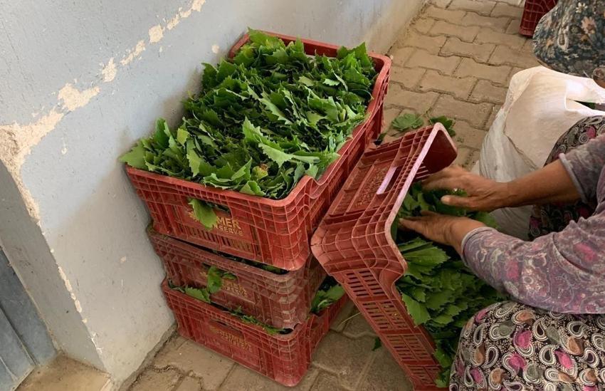 Taze bağ yaprağı fiyatları Sarıgöl'de 35-40 TL'ye geriledi