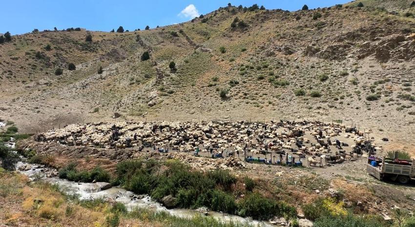 Hakkari'de berivanların zorlu mesaisi: Kavurucu güneş altında süt sağma dönemi bir aydır sürüyor