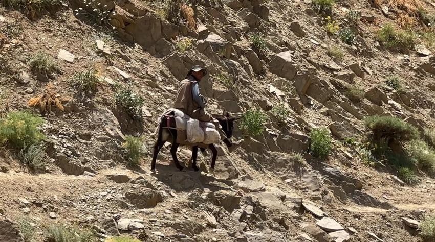 Hakkari'de berivanların zorlu mesaisi: Kavurucu güneş altında süt sağma dönemi bir aydır sürüyor