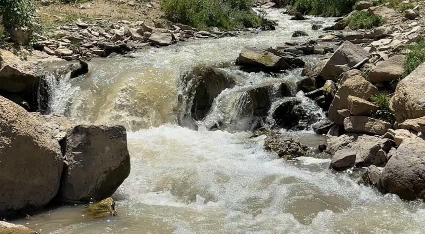 Hakkari'de berivanların zorlu mesaisi: Kavurucu güneş altında süt sağma dönemi bir aydır sürüyor