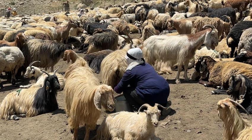Hakkari'de berivanların zorlu mesaisi: Kavurucu güneş altında süt sağma dönemi bir aydır sürüyor