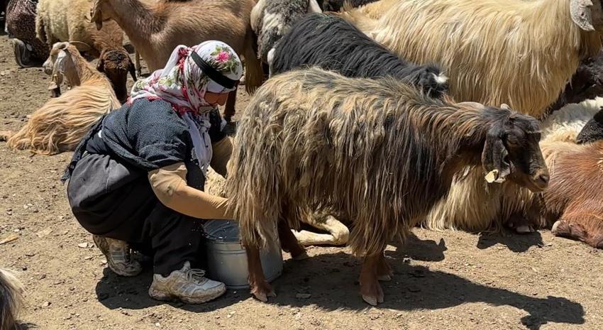 Hakkari'de berivanların zorlu mesaisi: Kavurucu güneş altında süt sağma dönemi bir aydır sürüyor