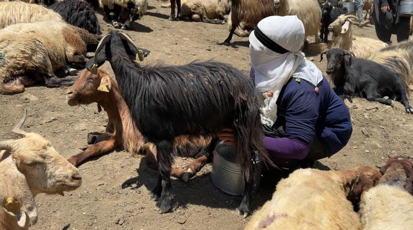 Hakkari'de berivanların zorlu mesaisi: Kavurucu güneş altında süt sağma dönemi bir aydır sürüyor