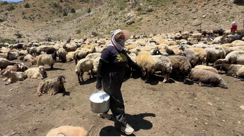 Hakkari'de berivanların zorlu mesaisi: Kavurucu güneş altında süt sağma dönemi bir aydır sürüyor