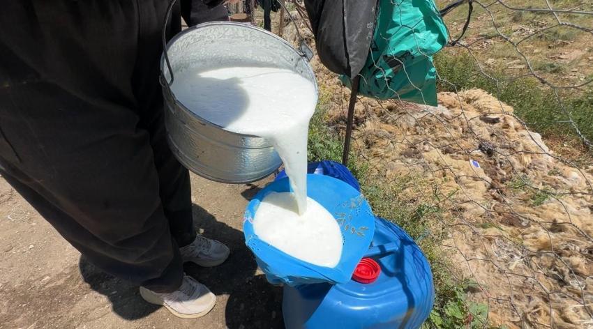 Hakkari'de berivanların zorlu mesaisi: Kavurucu güneş altında süt sağma dönemi bir aydır sürüyor