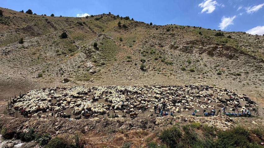Hakkari'de berivanların zorlu mesaisi: Kavurucu güneş altında süt sağma dönemi bir aydır sürüyor