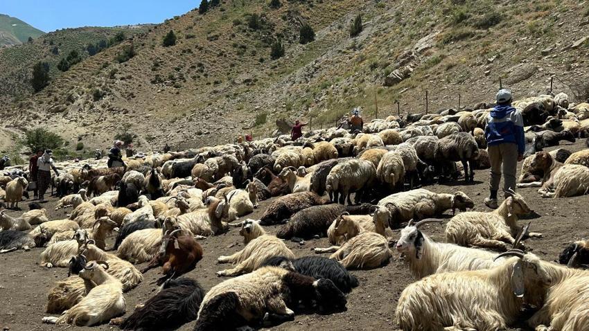 Hakkari'de berivanların zorlu mesaisi: Kavurucu güneş altında süt sağma dönemi bir aydır sürüyor