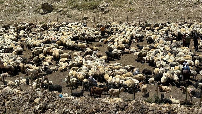 Hakkari'de berivanların zorlu mesaisi: Kavurucu güneş altında süt sağma dönemi bir aydır sürüyor