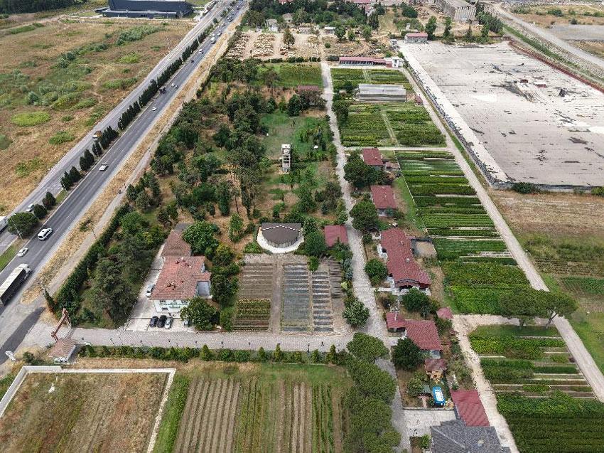 'Yeşil Vatan'a Samsun'dan yılda 3 milyon fidan katkısı