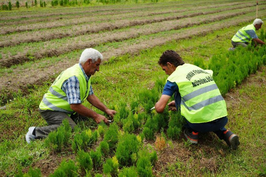 'Yeşil Vatan'a Samsun'dan yılda 3 milyon fidan katkısı