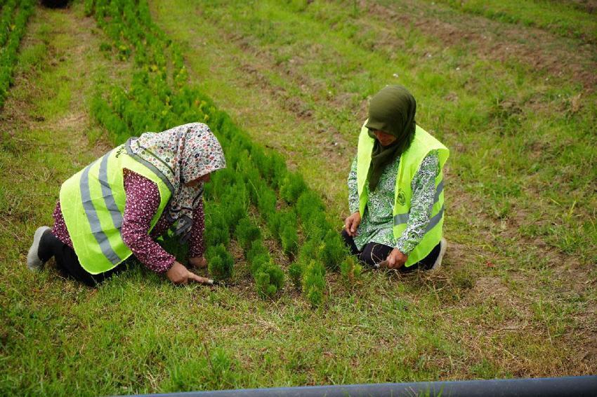 'Yeşil Vatan'a Samsun'dan yılda 3 milyon fidan katkısı