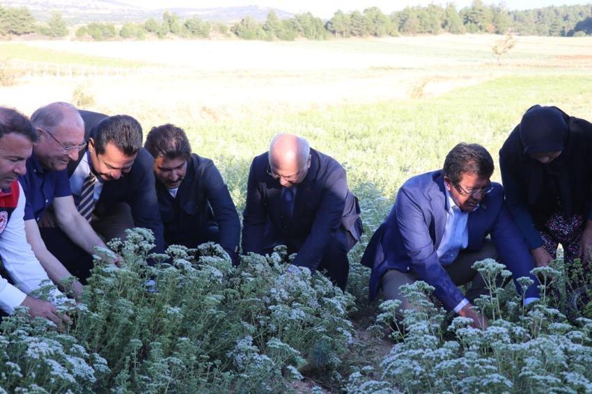 Denizli'de hasat başladı! Dünya bu ürünün peşinde: Üreticinin yüzü gülüyor