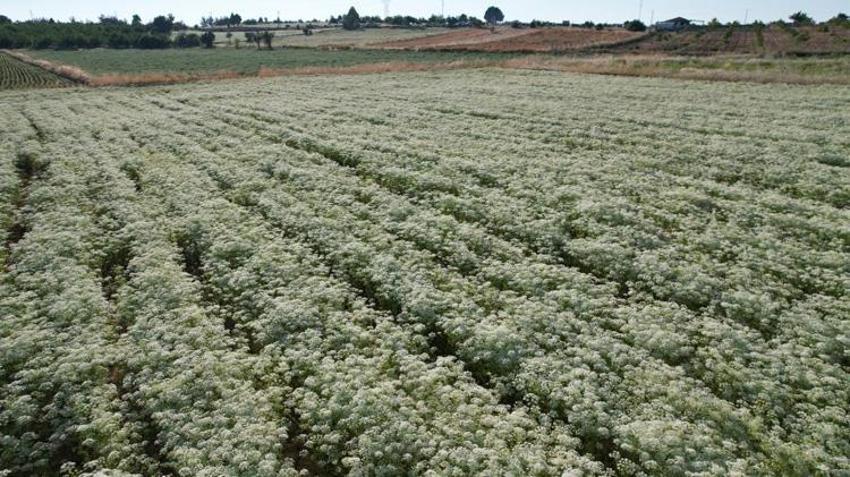 Denizli'de hasat başladı! Dünya bu ürünün peşinde: Üreticinin yüzü gülüyor