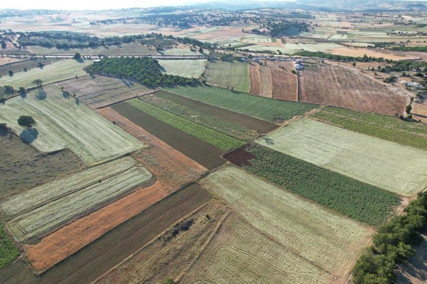 Denizli'de hasat başladı! Dünya bu ürünün peşinde: Üreticinin yüzü gülüyor