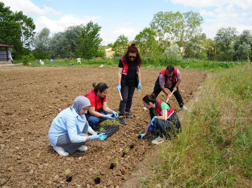 Kastamonu'da kazancı artıracak proje! Ücretsiz dağıtılıyor, çiftçiye yeni gelir kapısı oldu
