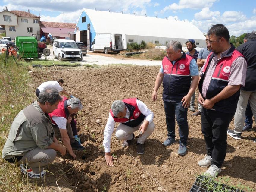 Kastamonu'da kazancı artıracak proje! Ücretsiz dağıtılıyor, çiftçiye yeni gelir kapısı oldu