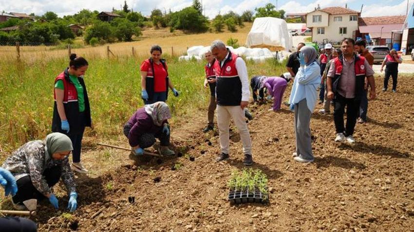 Kastamonu'da kazancı artıracak proje! Ücretsiz dağıtılıyor, çiftçiye yeni gelir kapısı oldu