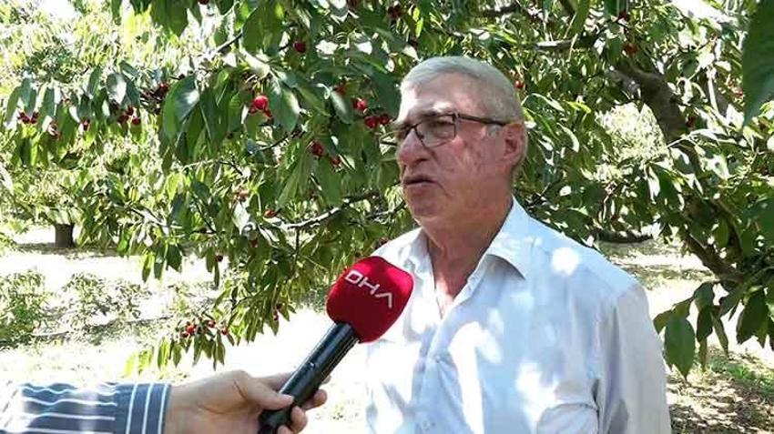 Avrupa'nın kapıştığı Sultandağı kirazında hasat başladı: 55 bin tonla rekor kırıldı ama fiyatlar çiftçiyi sevindirmedi