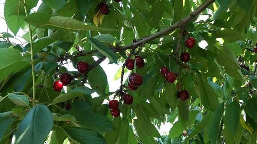Avrupa'nın kapıştığı Sultandağı kirazında hasat başladı: 55 bin tonla rekor kırıldı ama fiyatlar çiftçiyi sevindirmedi