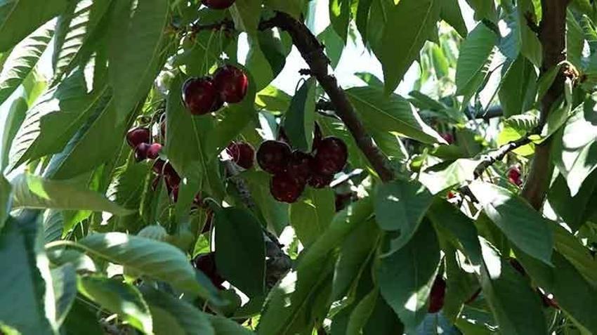Avrupa'nın kapıştığı Sultandağı kirazında hasat başladı: 55 bin tonla rekor kırıldı ama fiyatlar çiftçiyi sevindirmedi
