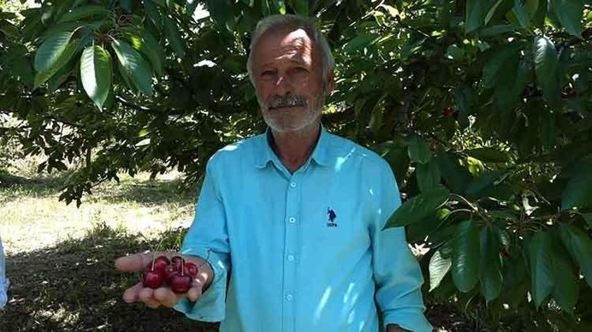 Avrupa'nın kapıştığı Sultandağı kirazında hasat başladı: 55 bin tonla rekor kırıldı ama fiyatlar çiftçiyi sevindirmedi