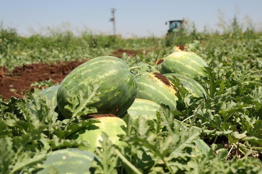 Tarlada kilosu 8 lira, tezgahta fiyatı ikiye katlanıyor! Diyarbakır'da hasat başladı