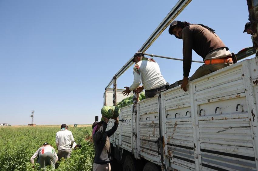 Tarlada kilosu 8 lira, tezgahta fiyatı ikiye katlanıyor! Diyarbakır'da hasat başladı