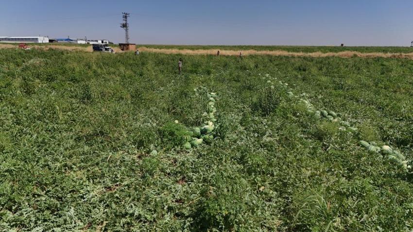 Tarlada kilosu 8 lira, tezgahta fiyatı ikiye katlanıyor! Diyarbakır'da hasat başladı