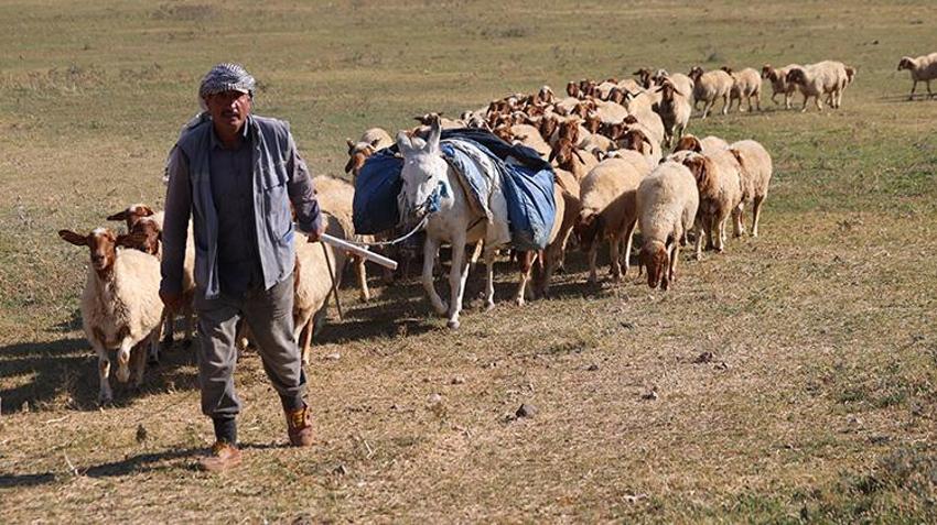 Çiftçilere müjde! TİGEM tarafından tam 220 bin hayvan ücretsiz dağıtılacak: İşte şartlar!