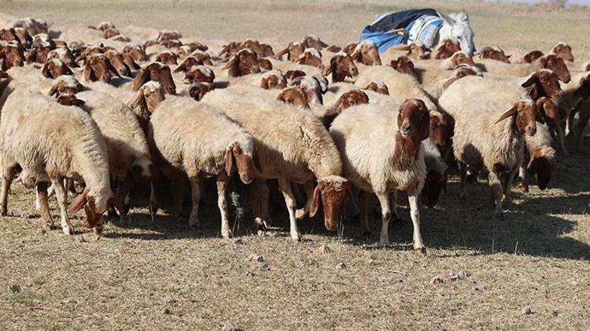 Çiftçilere müjde! TİGEM tarafından tam 220 bin hayvan ücretsiz dağıtılacak: İşte şartlar!