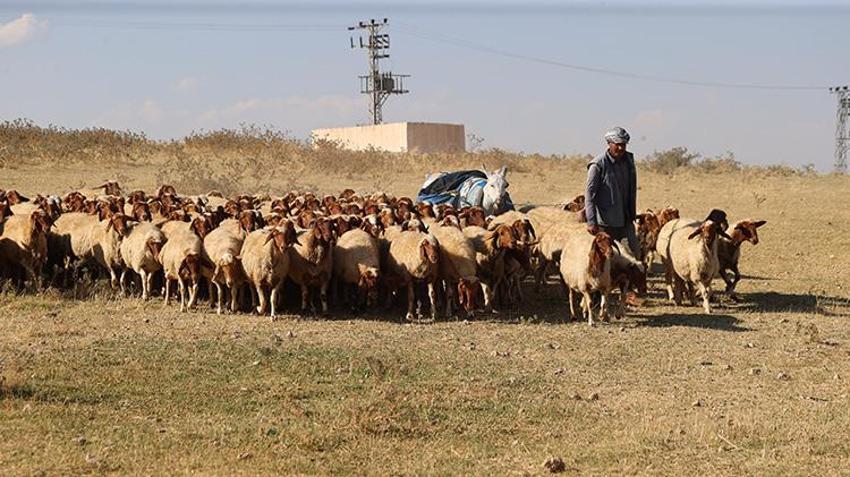 Çiftçilere müjde! TİGEM tarafından tam 220 bin hayvan ücretsiz dağıtılacak: İşte şartlar!