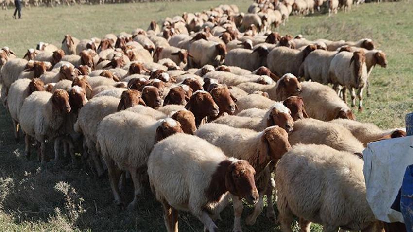 Çiftçilere müjde! TİGEM tarafından tam 220 bin hayvan ücretsiz dağıtılacak: İşte şartlar!