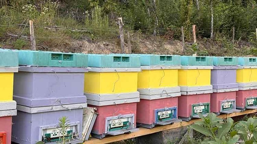 Bartın'da yılın hasadı başladı! Yılda 360 ton üretiliyor: Yüzde 20'si bu yüksek rakımlı bölgeden çıkıyor