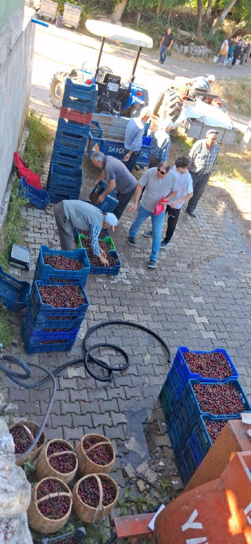 Kiraz dalında bol ve ucuz, manavda ve pazarda çok pahalı! Üretici dertli: 2024 yılında sattığımız fiyatları göremiyoruz