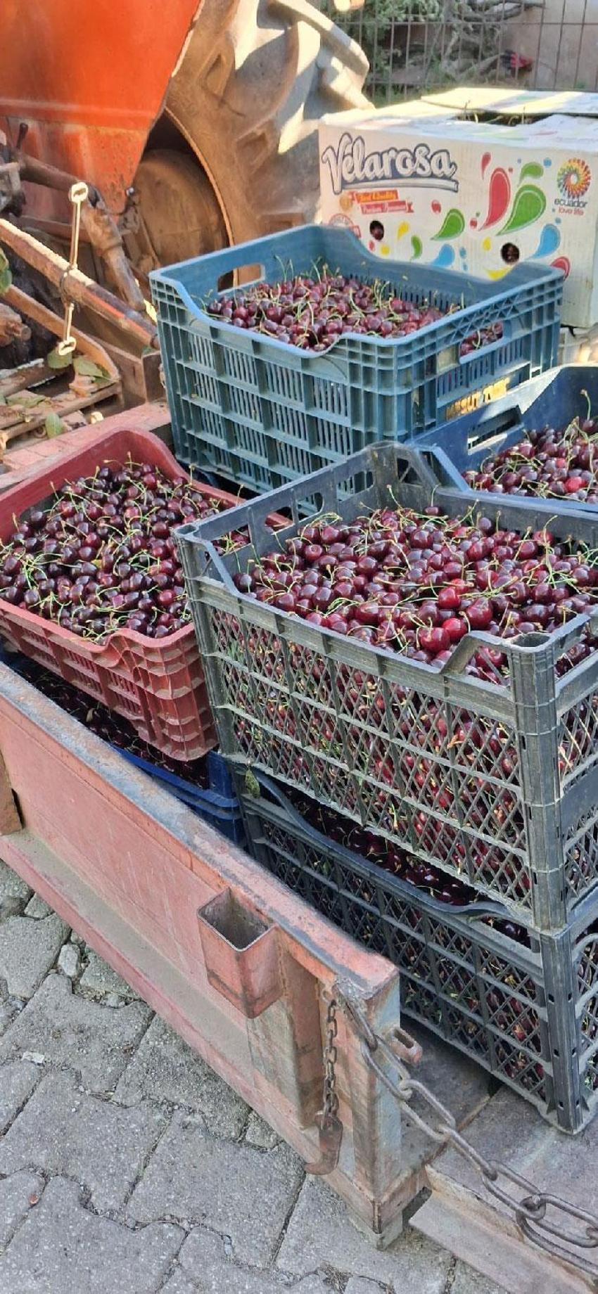 Kiraz dalında bol ve ucuz, manavda ve pazarda çok pahalı! Üretici dertli: 2024 yılında sattığımız fiyatları göremiyoruz