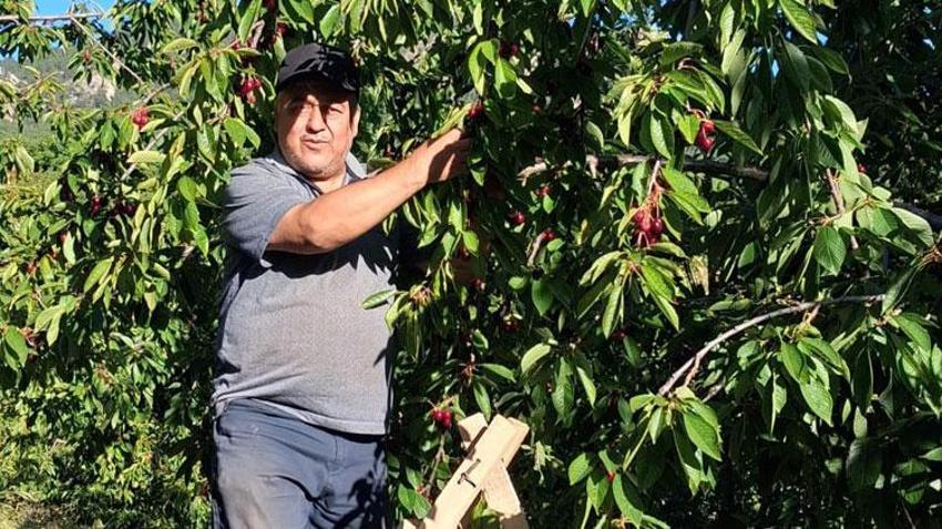 Kiraz dalında bol ve ucuz, manavda ve pazarda çok pahalı! Üretici dertli: 2024 yılında sattığımız fiyatları göremiyoruz