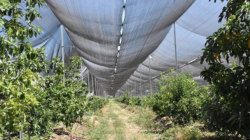 Ege'de bir ilke imza attılar! Aydın'da hayata geçirilen bu yöntem ile rekolte katlandı