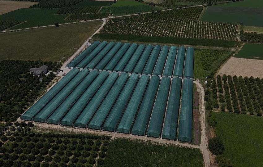 Ege'de bir ilke imza attılar! Aydın'da hayata geçirilen bu yöntem ile rekolte katlandı