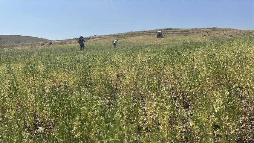 Yozgat'ta başlayan hasat yüz güldürdü: 225 bin dekar alanda mesai başladı