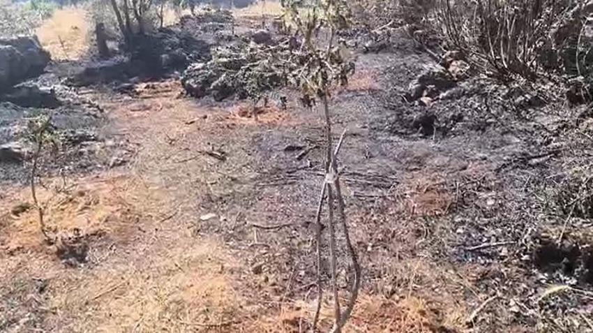 Dicle'de meydana gelen yangında meyve ağaçları zarar gördü!