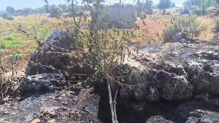 Dicle'de meydana gelen yangında meyve ağaçları zarar gördü!